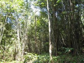 Khao Lak - džungle