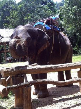 Phuket a slon