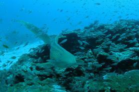 Thajské moře a leopardí žralok