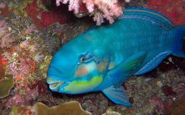 Myammar - rybka žíjící v podmořském světě Mergui Archipel
