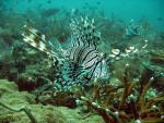 Podmořský život Andamanského moře