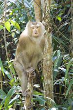Thajský ostrov Ko Samui a opice